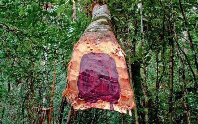 Lão nông U80 thành tỷ phú nhờ rau ngót "ngọt như mì chính": Nơi trồng rất độc lạ - Ảnh 1.