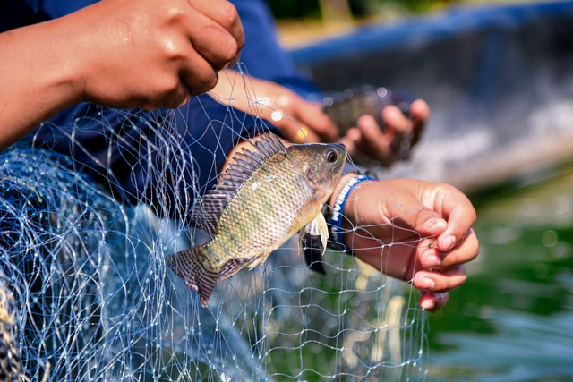 Ruộng hoang biến thành "mỏ vàng" nhờ nuôi cá rô phi; Mỹ, Nga đua nhau nhập về - Ảnh 1.