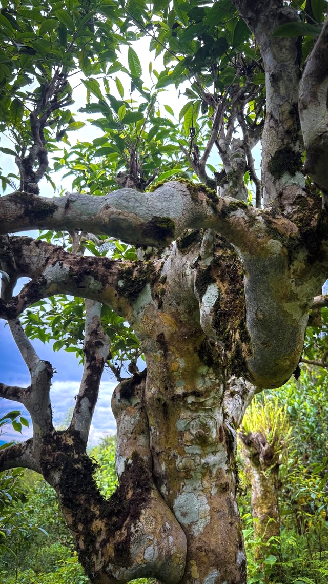 Trên dãy Hoàng Liên Sơn cao nghìn mét có "báu vật sống" Shan Tuyết trăm năm tuổi: Hiếm có trên đời! - Ảnh 1. Trên dãy Hoàng Liên Sơn cao nghìn mét có "báu vật sống" Shan Tuyết trăm năm tuổi: Hiếm có trên đời! - Ảnh 1.