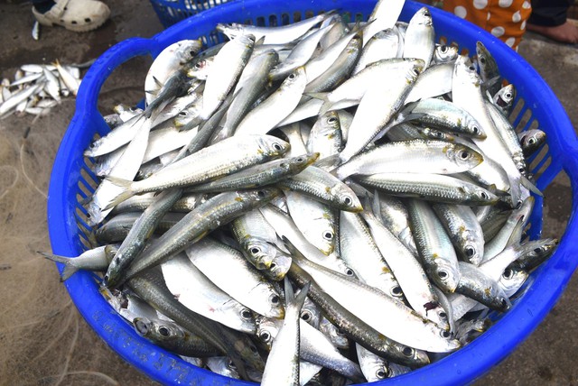 Đi chợ thấy loại cá này nhớ mua ngay: Tốt bậc nhất thế giới, dinh dưỡng vượt cá hồi mà giá chỉ bằng 1/5 - Ảnh 4.