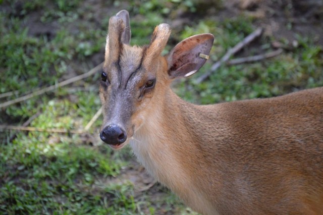 Loài vật quý hiếm ngỡ đã tuyệt chủng bất ngờ trở lại sau gần 100 năm tại Việt Nam - Ảnh 3.