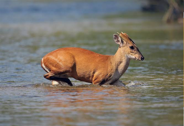 Loài vật quý hiếm ngỡ đã tuyệt chủng bất ngờ trở lại sau gần 100 năm tại Việt Nam - Ảnh 4.
