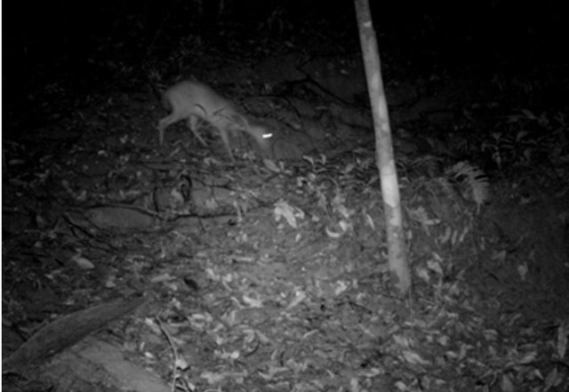 Loài vật quý hiếm ngỡ đã tuyệt chủng bất ngờ trở lại sau gần 100 năm tại Việt Nam - Ảnh 1.