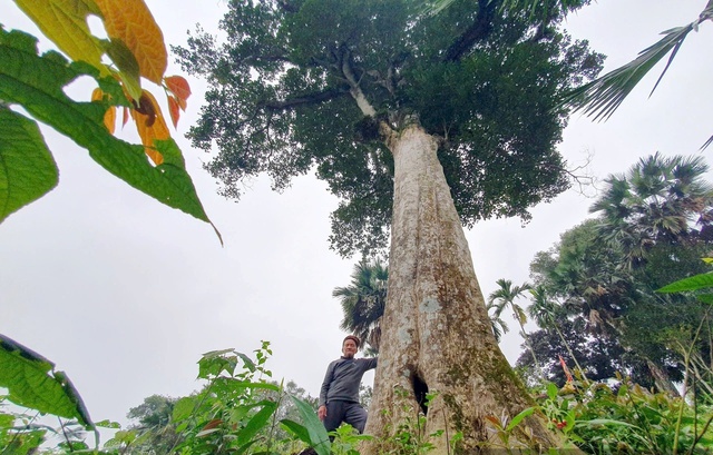 'Báu vật sống' hơn 200 năm tuổi, nay chính thức trở thành Di sản Việt Nam - Ảnh 4.