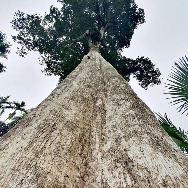 'Báu vật sống' hơn 200 năm tuổi, nay chính thức trở thành Di sản Việt Nam - Ảnh 2.
