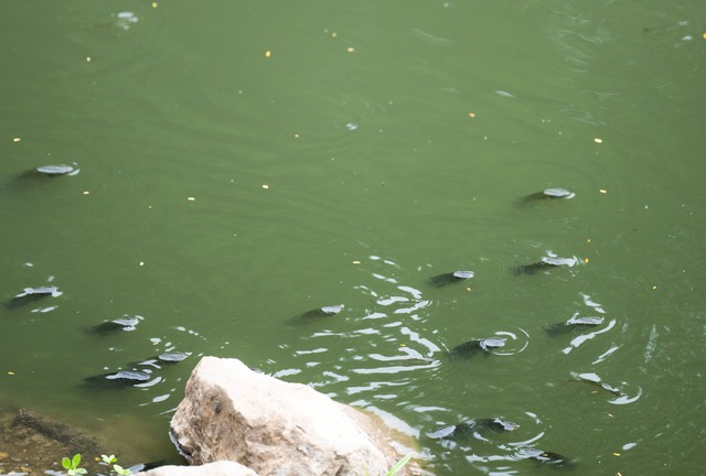 'Mảnh ghép' cuối cùng để sông Tô Lịch trở lại như huyền thoại - Ảnh 5.