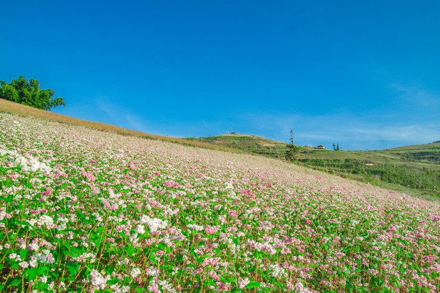 Thảo nguyên rộng lớn ngay vùng núi phía Bắc, cách Hà Nội 400km: Du khách nhận xét "như Châu Âu thu nhỏ" - Ảnh 4.