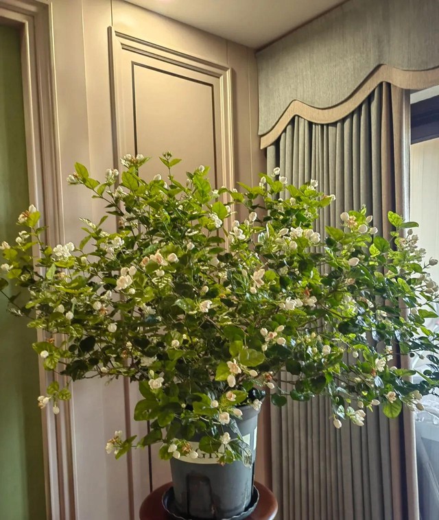 Nếu có 5 loại cây này trong phòng khách, 9/10 gia đình sẽ giàu có - Ảnh 1.