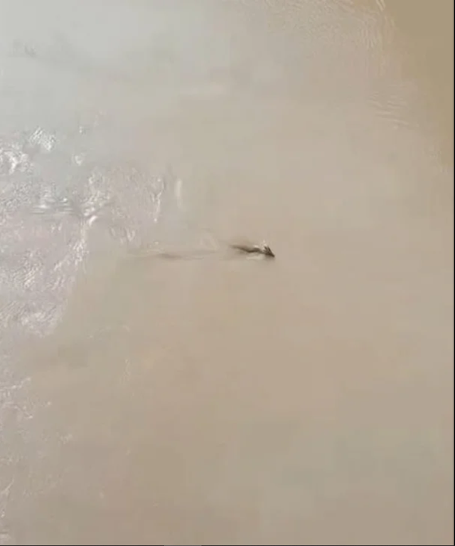 Thấy "thủy quái" bơi vùn vụt qua sông, chuyên gia nói: Đây là loài vật quý tới mức được quốc gia bảo vệ - Ảnh 2. Thấy "thủy quái" bơi vùn vụt qua sông, chuyên gia nói: Đây là loài vật quý tới mức được quốc gia bảo vệ - Ảnh 2.