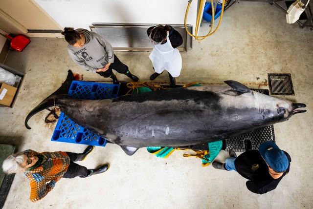 Thấy "thủy quái" bất động trên bãi cát, chuyên gia nói: Đây là loài vật quý tới mức được thế giới bảo vệ - Ảnh 2.