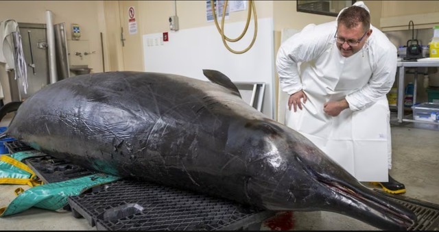 Thấy "thủy quái" bất động trên bãi cát, chuyên gia nói: Đây là loài vật quý tới mức được thế giới bảo vệ - Ảnh 3.