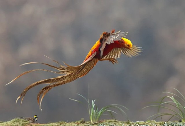 Thấy "phượng hoàng" ẩn nấp sau nhà dân, chuyên gia nói: Đây là loài vật quý tới mức được quốc gia bảo vệ - Ảnh 3. Thấy "phượng hoàng" ẩn nấp sau nhà dân, chuyên gia nói: Đây là loài vật quý tới mức được quốc gia bảo vệ - Ảnh 3.