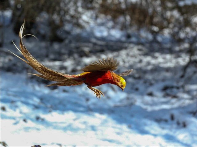 Thấy "phượng hoàng" ẩn nấp sau nhà dân, chuyên gia nói: Đây là loài vật quý tới mức được quốc gia bảo vệ - Ảnh 4. Thấy "phượng hoàng" ẩn nấp sau nhà dân, chuyên gia nói: Đây là loài vật quý tới mức được quốc gia bảo vệ - Ảnh 4.