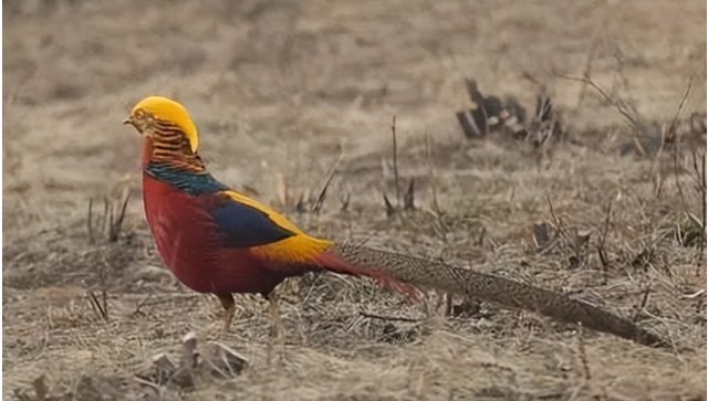 Thấy "phượng hoàng" ẩn nấp sau nhà dân, chuyên gia nói: Đây là loài vật quý tới mức được quốc gia bảo vệ - Ảnh 5. Thấy "phượng hoàng" ẩn nấp sau nhà dân, chuyên gia nói: Đây là loài vật quý tới mức được quốc gia bảo vệ - Ảnh 5.