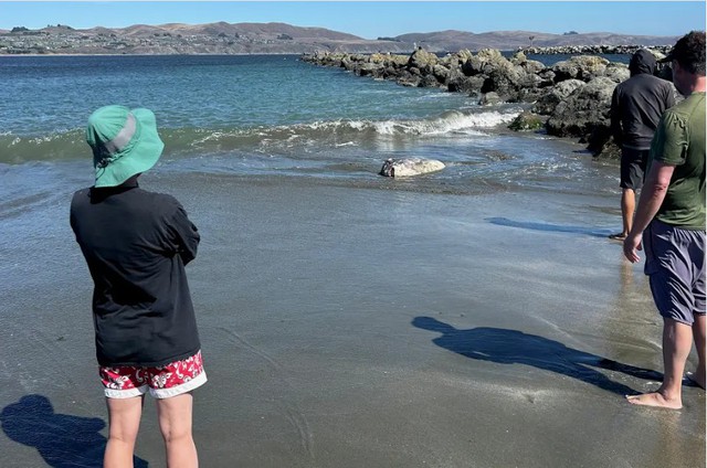 Phát hiện "thủy quái" khổng lồ trôi dạt vào bờ, chuyên gia khẳng định: Loài này mới chỉ tìm thấy năm 2017 - Ảnh 1.