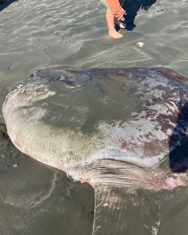 Phát hiện "thủy quái" khổng lồ trôi dạt vào bờ, chuyên gia khẳng định: Loài này mới chỉ tìm thấy năm 2017 - Ảnh 2.