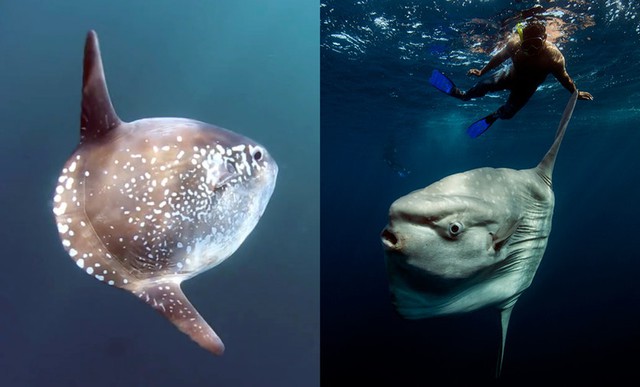 Phát hiện "thủy quái" khổng lồ trôi dạt vào bờ, chuyên gia khẳng định: Loài này mới chỉ tìm thấy năm 2017 - Ảnh 3.