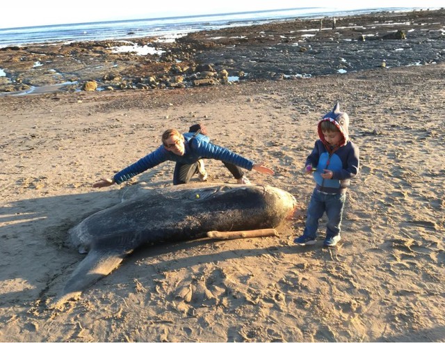 Phát hiện "thủy quái" khổng lồ trôi dạt vào bờ, chuyên gia khẳng định: Loài này mới chỉ tìm thấy năm 2017 - Ảnh 5.