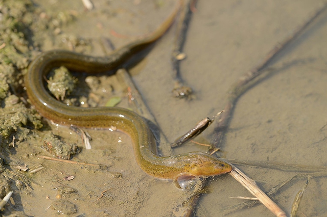 Loài xâm lấn châu Á khiến giới chức Mỹ lo ngại: Dài 85 cm, sống tới 10 năm, đẻ hàng trăm trứng mỗi lứa - Ảnh 1.