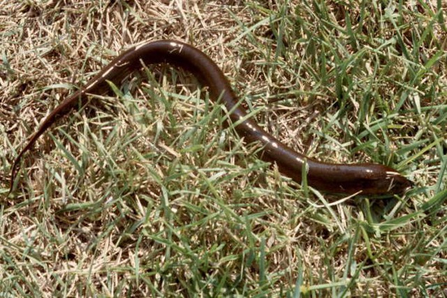 Loài xâm lấn châu Á khiến giới chức Mỹ lo ngại: Dài 85 cm, sống tới 10 năm, đẻ hàng trăm trứng mỗi lứa - Ảnh 2.