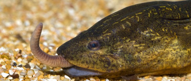 Loài xâm lấn châu Á khiến giới chức Mỹ lo ngại: Dài 85 cm, sống tới 10 năm, đẻ hàng trăm trứng mỗi lứa - Ảnh 4.