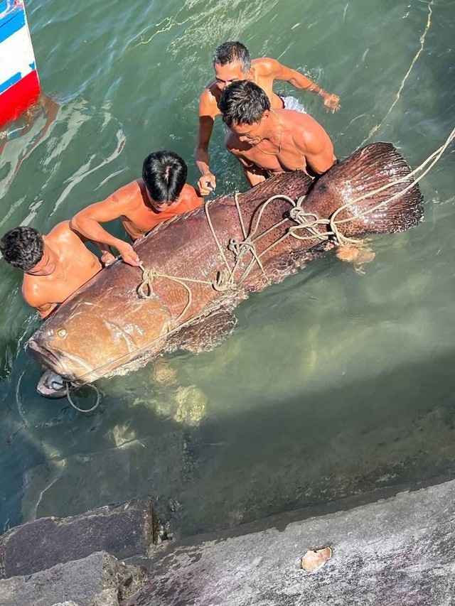 Ngư dân tình cờ bắt được "thủy quái" nặng 150kg: Chuyên gia nói hiếm gặp đến mức cả đời chỉ thấy một lần - Ảnh 1. Ngư dân tình cờ bắt được "thủy quái" nặng 150kg: Chuyên gia nói hiếm gặp đến mức cả đời chỉ thấy một lần - Ảnh 1.