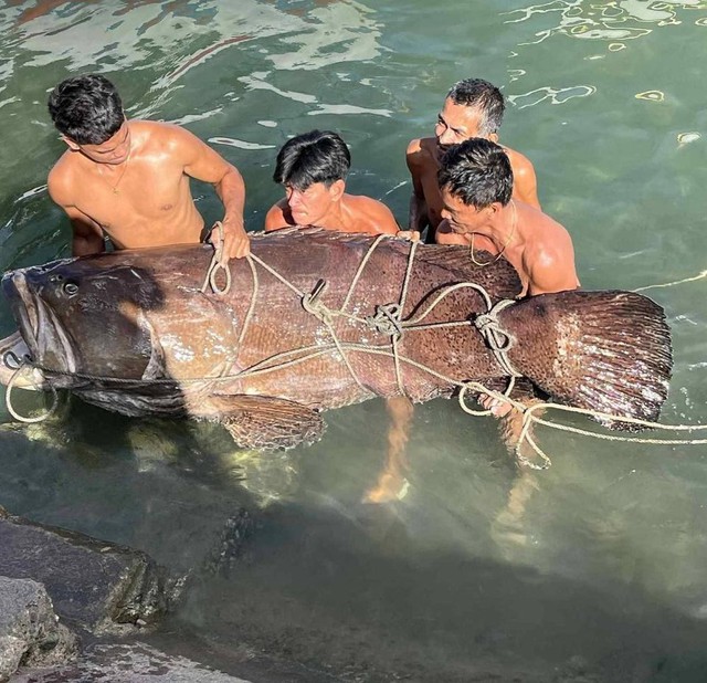 Ngư dân tình cờ bắt được "thủy quái" nặng 150kg: Chuyên gia nói hiếm gặp đến mức cả đời chỉ thấy một lần - Ảnh 2. Ngư dân tình cờ bắt được "thủy quái" nặng 150kg: Chuyên gia nói hiếm gặp đến mức cả đời chỉ thấy một lần - Ảnh 2.