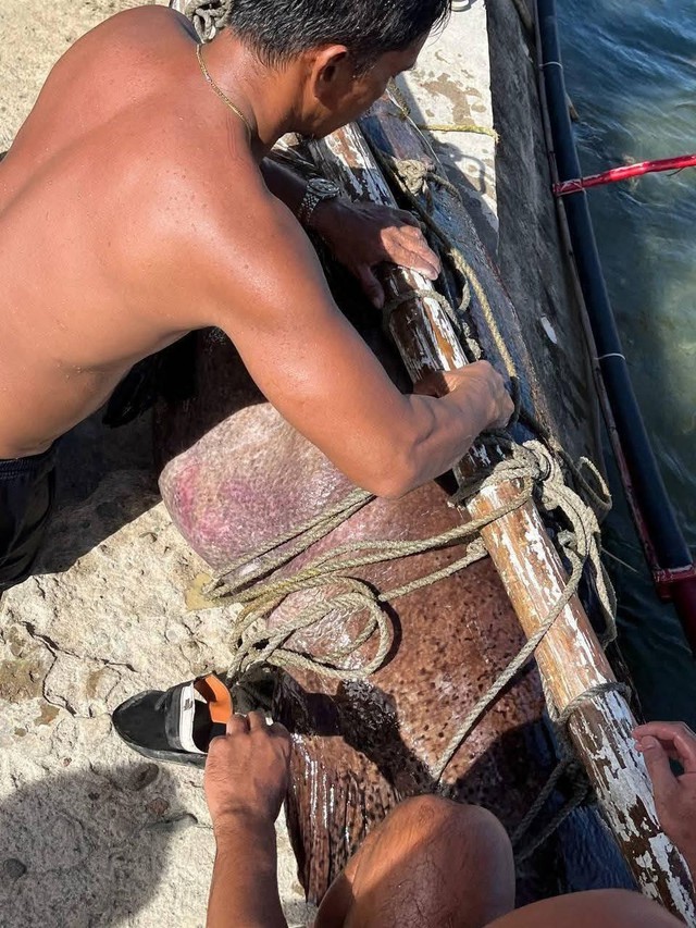 Ngư dân tình cờ bắt được "thủy quái" nặng 150kg: Chuyên gia nói hiếm gặp đến mức cả đời chỉ thấy một lần - Ảnh 5. Ngư dân tình cờ bắt được "thủy quái" nặng 150kg: Chuyên gia nói hiếm gặp đến mức cả đời chỉ thấy một lần - Ảnh 5.