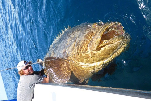 Ngư dân tình cờ bắt được "thủy quái" nặng 150kg: Chuyên gia nói hiếm gặp đến mức cả đời chỉ thấy một lần - Ảnh 4. Ngư dân tình cờ bắt được "thủy quái" nặng 150kg: Chuyên gia nói hiếm gặp đến mức cả đời chỉ thấy một lần - Ảnh 4.