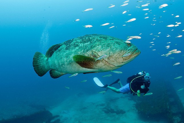 Ngư dân tình cờ bắt được "thủy quái" nặng 150kg: Chuyên gia nói hiếm gặp đến mức cả đời chỉ thấy một lần - Ảnh 3. Ngư dân tình cờ bắt được "thủy quái" nặng 150kg: Chuyên gia nói hiếm gặp đến mức cả đời chỉ thấy một lần - Ảnh 3.