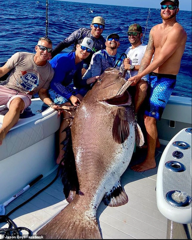 Ngư dân tình cờ bắt được "thủy quái" nặng 150kg: Chuyên gia nói hiếm gặp đến mức cả đời chỉ thấy một lần - Ảnh 6. Ngư dân tình cờ bắt được "thủy quái" nặng 150kg: Chuyên gia nói hiếm gặp đến mức cả đời chỉ thấy một lần - Ảnh 6.