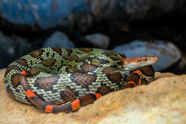 Loài rắn to lớn như trăn ở Việt Nam: Dài tới hơn 2 mét, hàng chục năm khảo sát chỉ gặp được vài cá thể - Ảnh 1.