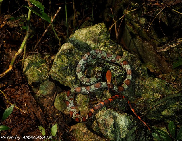 Loài rắn to lớn như trăn ở Việt Nam: Dài tới hơn 2 mét, hàng chục năm khảo sát chỉ gặp được vài cá thể - Ảnh 3.