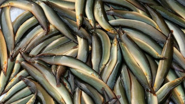 Loại cá giàu sắt hơn thịt bò, Trung Quốc ví như 