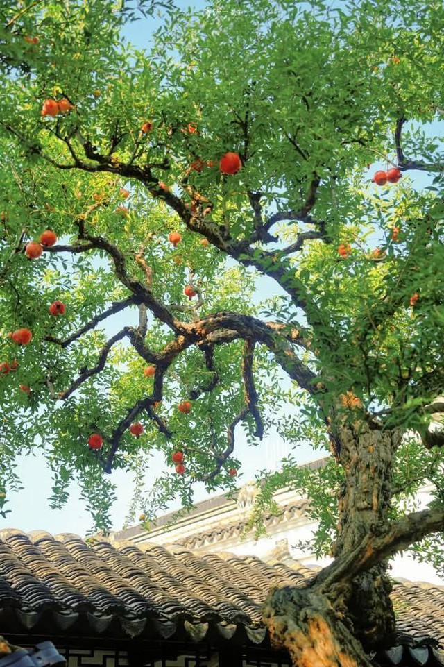 Vì sao nhà giàu Trung Quốc thường trồng 1 cây lựu trước cửa nhà? Ý nghĩa sâu xa đằng sau gây bất ngờ
- Ảnh 3. Vì sao nhà giàu Trung Quốc thường trồng 1 cây lựu trước cửa nhà? Ý nghĩa sâu xa đằng sau gây bất ngờ
- Ảnh 3.