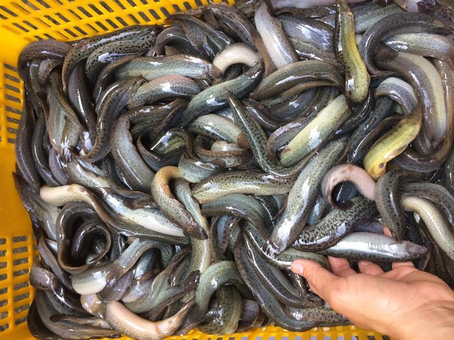 Loại cá được dân gian ví như "nhân sâm dưới nước", mình nhỏ, da trơn, tìm thấy nhiều ngoài đồng ruộng- Ảnh 3. Loại cá được dân gian ví như "nhân sâm dưới nước", mình nhỏ, da trơn, tìm thấy nhiều ngoài đồng ruộng- Ảnh 3.