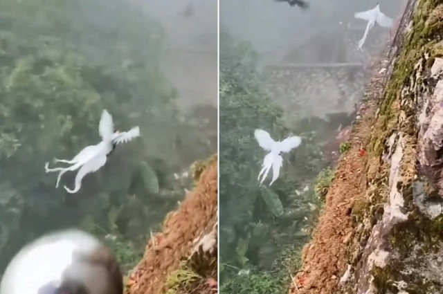Thấy đàn 'phượng hoàng trắng' bay lượn giữa trời, chuyên gia nói: Đây là loài chim quý cần được bảo vệ- Ảnh 1. Thấy đàn 'phượng hoàng trắng' bay lượn giữa trời, chuyên gia nói: Đây là loài chim quý cần được bảo vệ- Ảnh 1.