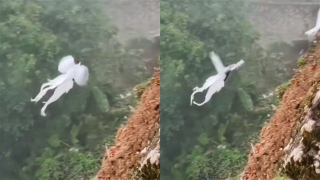 Thấy đàn 'phượng hoàng trắng' bay lượn giữa trời, chuyên gia nói: Đây là loài chim quý cần được bảo vệ- Ảnh 2. Thấy đàn 'phượng hoàng trắng' bay lượn giữa trời, chuyên gia nói: Đây là loài chim quý cần được bảo vệ- Ảnh 2.