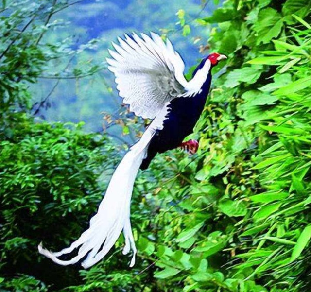 Thấy đàn 'phượng hoàng trắng' bay lượn giữa trời, chuyên gia nói: Đây là loài chim quý cần được bảo vệ- Ảnh 4. Thấy đàn 'phượng hoàng trắng' bay lượn giữa trời, chuyên gia nói: Đây là loài chim quý cần được bảo vệ- Ảnh 4.