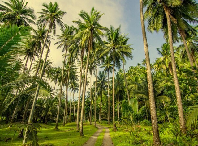 Việt Nam hiện xếp thứ 4 trong số các quốc gia xuất khẩu dừa tại khu vực châu Á - Thái Bình Dương; và thứ 5 trên toàn thế giới. - Ảnh 3. Việt Nam hiện xếp thứ 4 trong số các quốc gia xuất khẩu dừa tại khu vực châu Á - Thái Bình Dương; và thứ 5 trên toàn thế giới. - Ảnh 3.