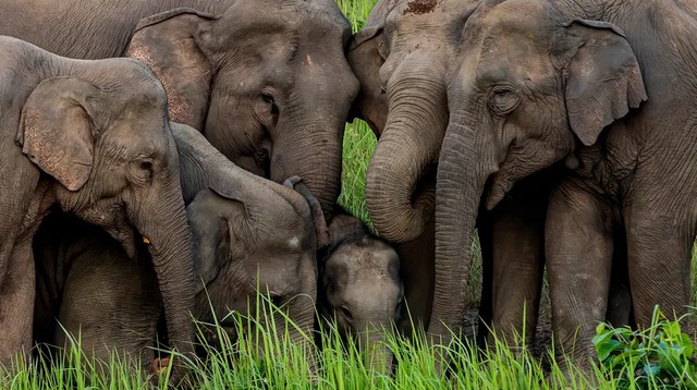 Loài vật khổng lồ là biểu tượng đại ngàn ở Việt Nam: Từng có hàng nghìn cá thể nay chỉ còn chưa tới 150 - Ảnh 2.