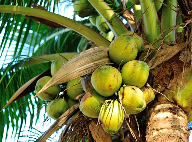 Việt Nam hiện xếp thứ 4 trong số các quốc gia xuất khẩu dừa tại khu vực châu Á - Thái Bình Dương; và thứ 5 trên toàn thế giới. - Ảnh 1. Việt Nam hiện xếp thứ 4 trong số các quốc gia xuất khẩu dừa tại khu vực châu Á - Thái Bình Dương; và thứ 5 trên toàn thế giới. - Ảnh 1.