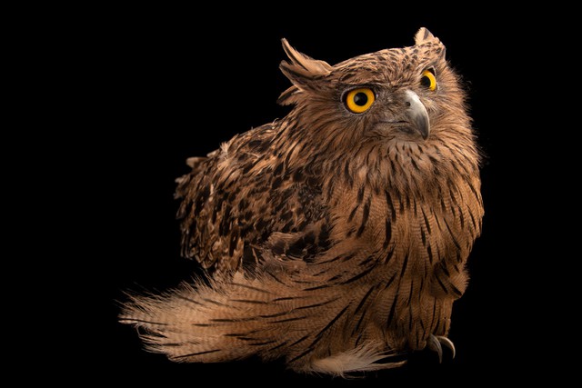 Loài vật quý hiếm từng xuất hiện trên tem bưu chính Việt Nam: Sải cánh có thể lên tới 1,4 m - Ảnh 4.