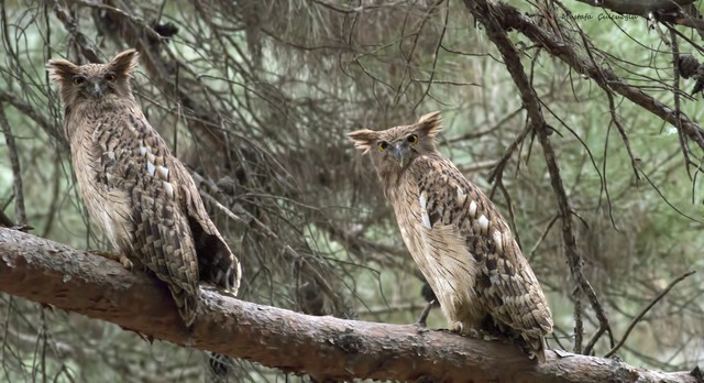 Loài vật quý hiếm từng xuất hiện trên tem bưu chính Việt Nam: Sải cánh có thể lên tới 1,4 m - Ảnh 3.