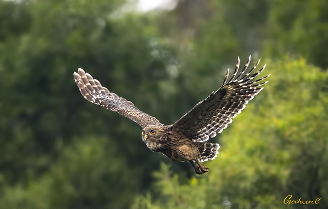 Loài vật quý hiếm từng xuất hiện trên tem bưu chính Việt Nam: Sải cánh có thể lên tới 1,4 m - Ảnh 2.
