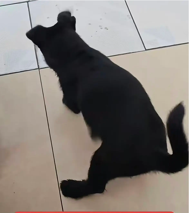 Phát hiện chó cứ cào sàn nhà mới thuê, người đàn ông liều mình cạy thử và nhận về cái kết không ai ngờ - Ảnh 1.