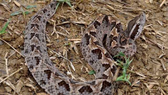 Nghĩ là tìm được 1 bụi nấm, người phụ nữ vừa đưa tay ra hái thì hét lớn, chứng kiến cảnh kinh hoàng - Ảnh 4.