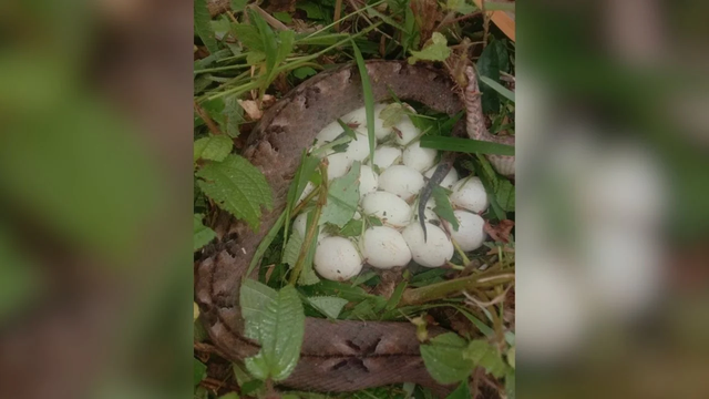 Nghĩ là tìm được 1 bụi nấm, người phụ nữ vừa đưa tay ra hái thì hét lớn, chứng kiến cảnh kinh hoàng - Ảnh 1.