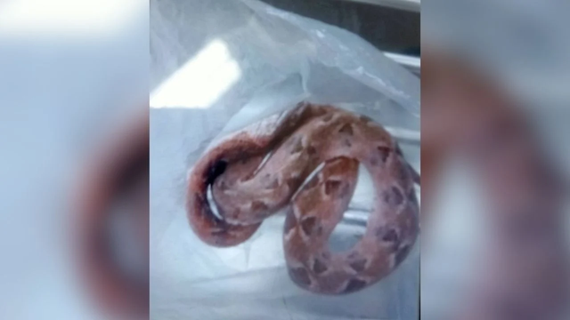 Nghĩ là tìm được 1 bụi nấm, người phụ nữ vừa đưa tay ra hái thì hét lớn, chứng kiến cảnh kinh hoàng - Ảnh 2.