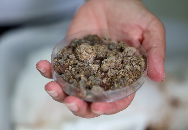 Sức mạnh kỳ lạ của sâu bột: Ăn 1kg xốp - chỉ thải ra 2 gram CO2 - Ảnh 6. Sức mạnh kỳ lạ của sâu bột: Ăn 1kg xốp - chỉ thải ra 2 gram CO2 - Ảnh 6.